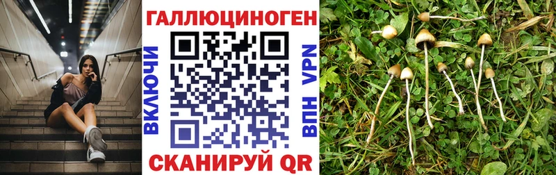 mega tor  Новый Оскол  Псилоцибиновые грибы Magic Shrooms 